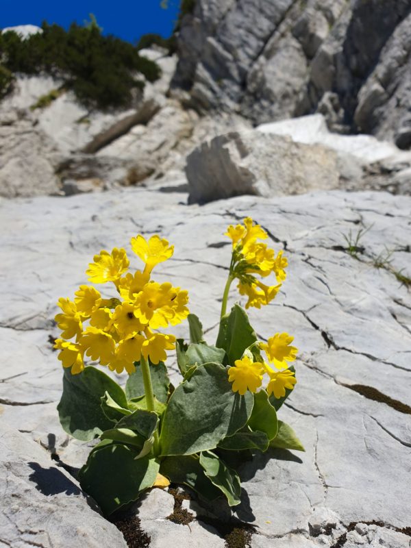 Flora im Wilden Kaiser