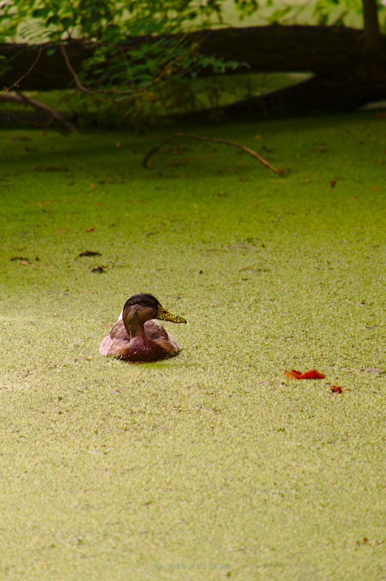 Stockenten im Hardtweiher Foto Maximini