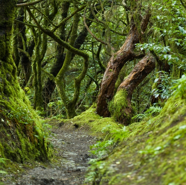Teneriffa – Bäume im Lorbeerwald vom Anagagebirge